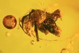 Detailed Fossil Fly (Diptera) & Oak Flower In Baltic Amber #50604-3